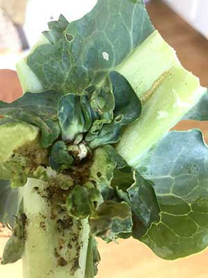 Cauliflower with swede midge damage