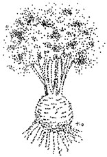 Celeriac drawing