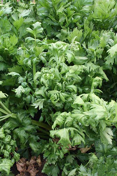 Leaf curl caused by celery anthracnose