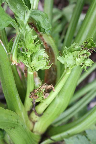 Celery anthracnose lesions allowing soft rot to enter