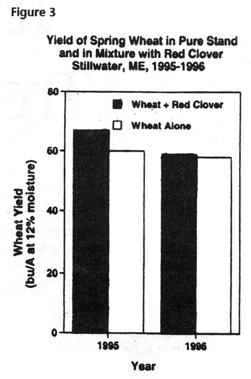 Yield of Spring Wheat