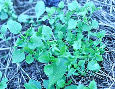 Chickweed just getting going and already starting to flower