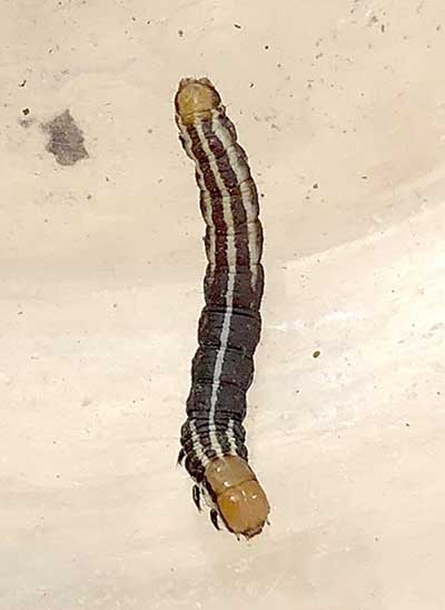 Common stalk borer. Photo Casey Robison