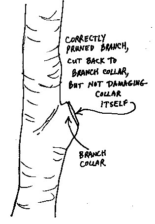 Correctly pruned branch