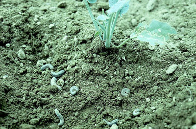 Cutworms around a broccoli seedling