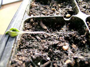 Post-emergent damping-off of tomato seedling