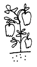 Pepper plant drawing