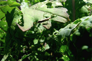 Diamondback moth adult