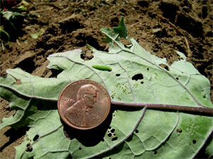 Diamondback moth larvae