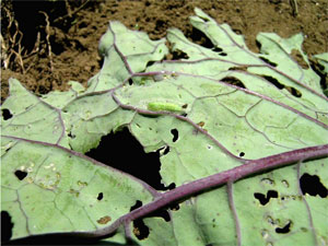 Diamondback moth pupae