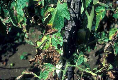 Early blight on staked field tomatoes