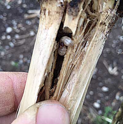 European corn borer larva overwintering in corn stalk