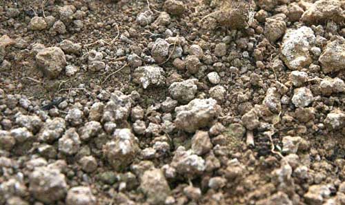Excess mineral salts on greenhouse soil surface Excess mineral salts on greenhouse soil surface