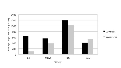 Figure 1: Vegetative growth of fig trees in 2015