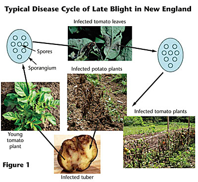 Late Blight Figure 1