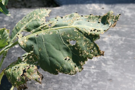 Flea beetles on broccoli leaf