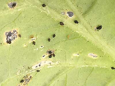 Closer view of garden springtails on cucumber