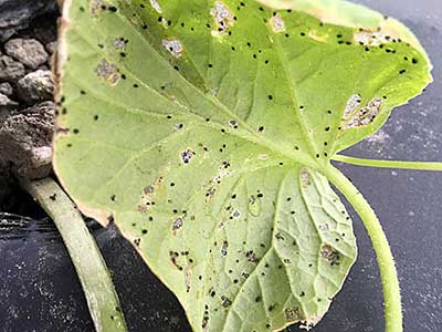 Garden springtails on cucumber