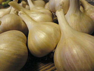 Georgian Fire garlic