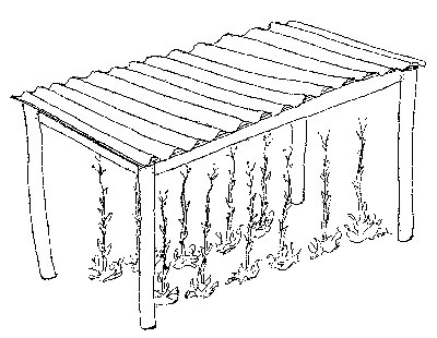 Shed roof for lettuce seed crop