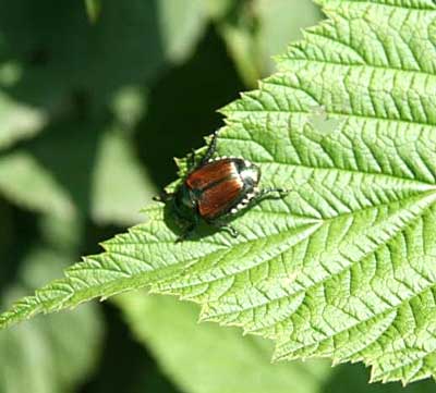 Japanese beetle