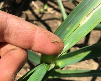 Leek moth caterpillar. Photos courtesy of Scott Lewins