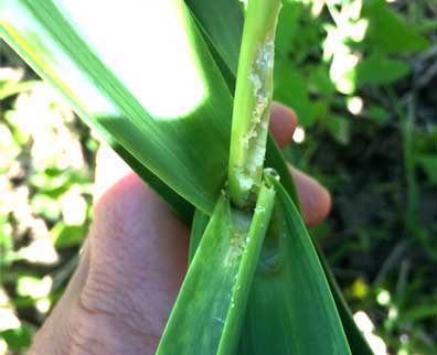 Leek moth feeding damage on a garlic scape