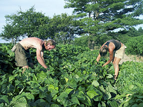 Life Force Farm