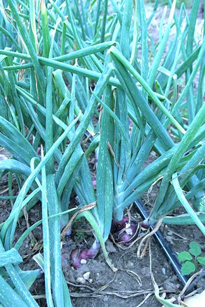 Damage to onion leaves caused by thrips