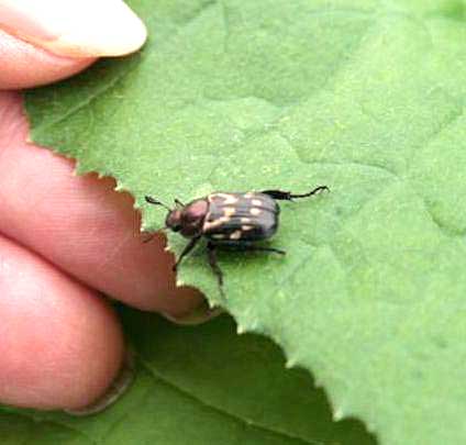 Oriental beetle