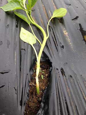 Wind whip girdling a recently planted pepper seedling. Photo Rachel Stievater