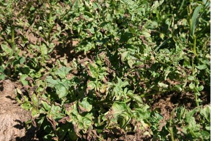 Leafhopper damage on potato leaves - called hopperburn