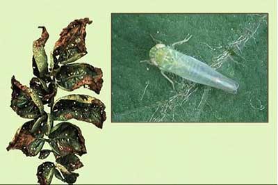 Potato leaf damaged by leafhoppers with inset photo of leafhopper