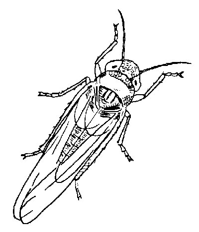 Potato leafhopper