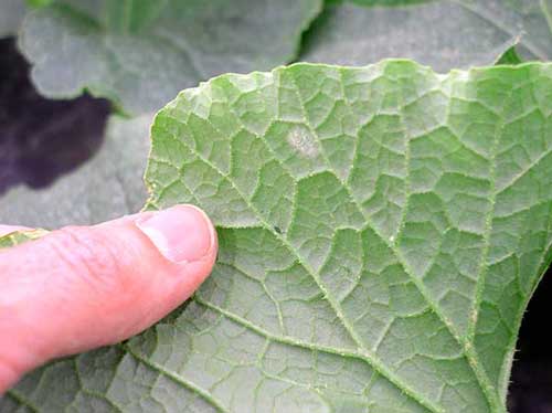 Early sign of powdery mildew