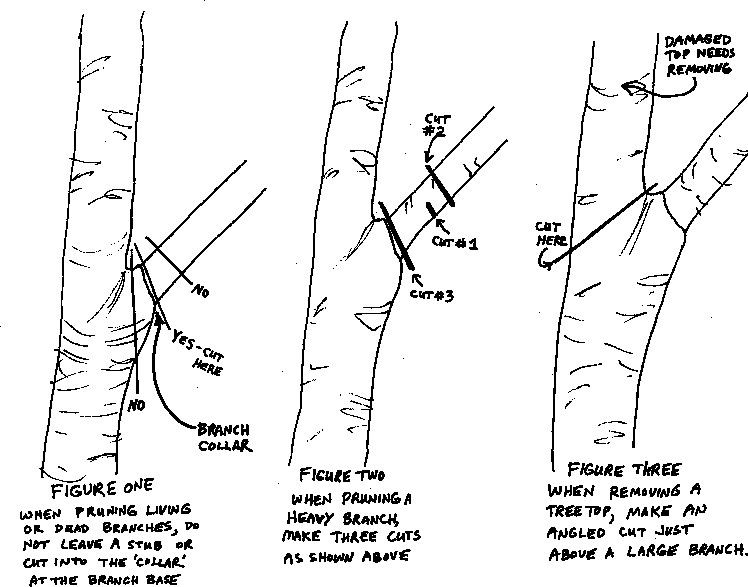 Pruning figures 1, 2 & 3