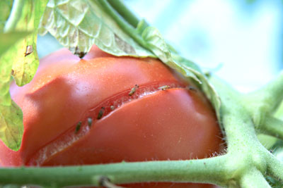 Spotted wing drosophila on a cracked tomato