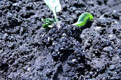 Seedcorn maggots on a spinach seedling