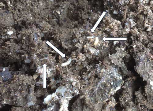 Seedcorn maggots in soil Seedcorn maggots in soil