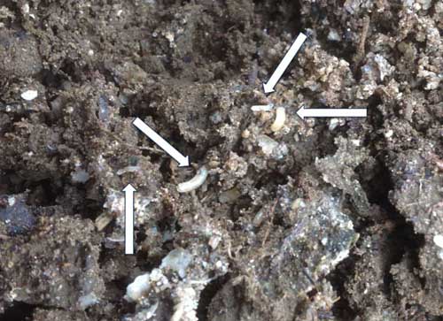 Seedcorn maggots in soil