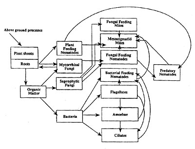 Soil foodweb organisms