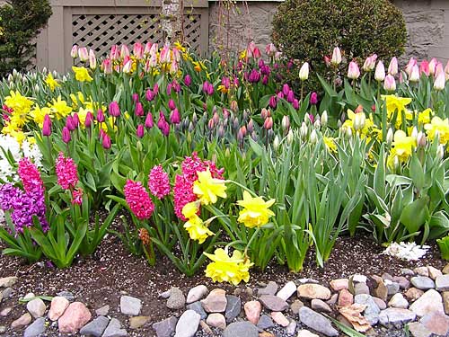 Buy Flower Bulbs Online  Perennial Flower Bulbs For Sale