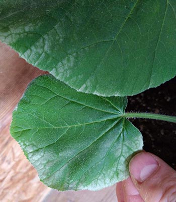 Squash leaf with sunscald