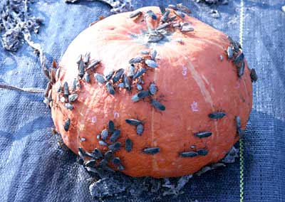 Squash bug adults and older nymphs