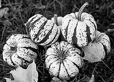 Sweet Dumpling squash