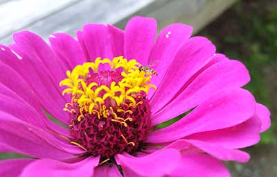 Beneficial syrphid fly on zinnia flower