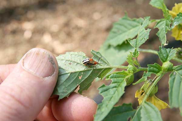 Three-lined potato beetles Three-lined potato beetles