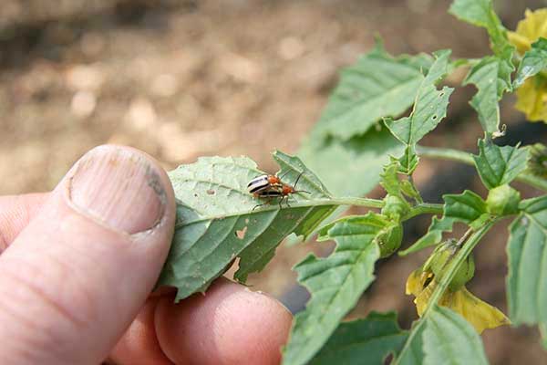 Three-lined potato beetles