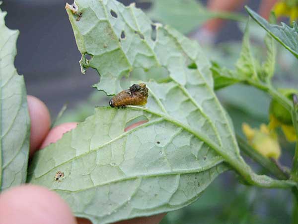 Three lined potato beetle larva Three lined potato beetle larva