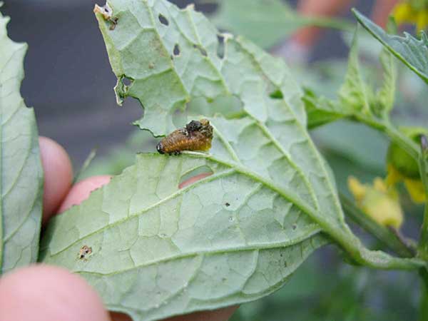 Three lined potato beetle larva